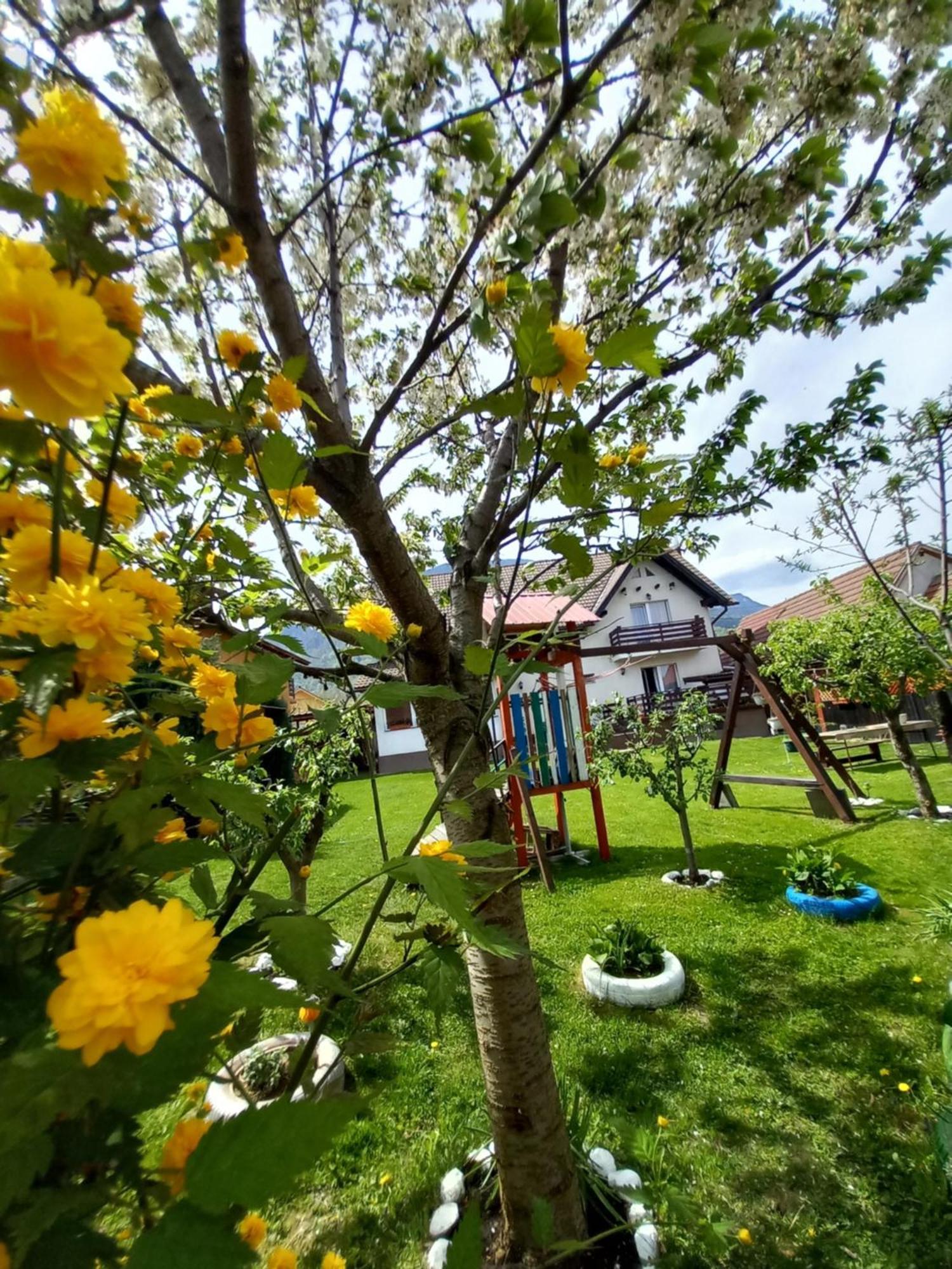 Edelweiss Ilinca Apartment Zarnesti Exterior photo